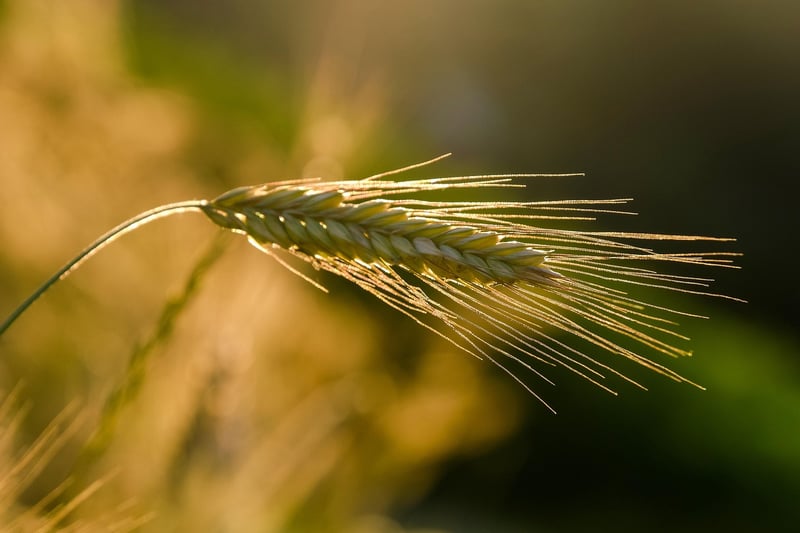 Ethereal Cultivation